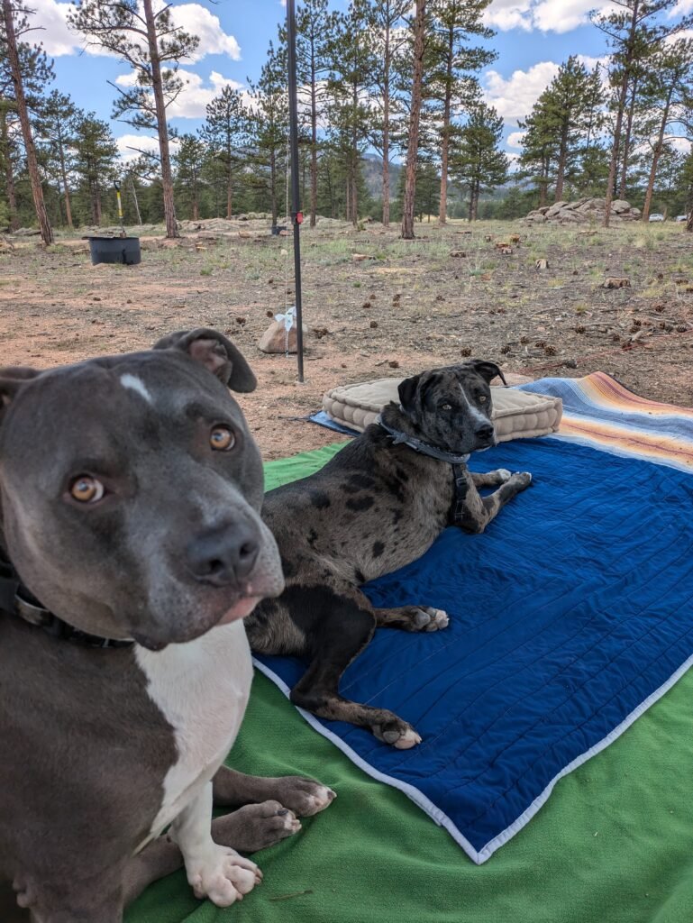 Dog-friendly Dispersed Camping Sites 