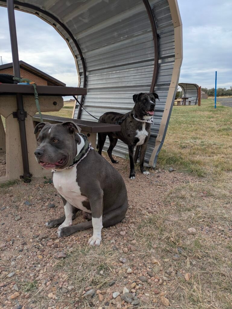 Camping in Colorado with Pitbulls